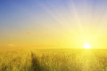 Sunshine Heals Cancer, and the FDA is Powerless to Stop It, Regulate It or Ban It