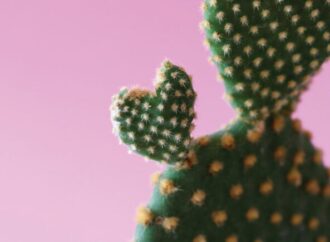 Embracing the Cactus | A Step-by-Step Guide to Navigating Difficult Conversations